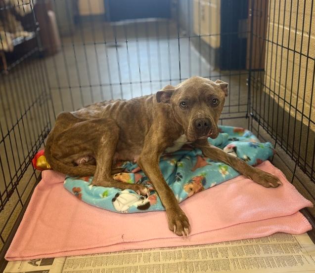 Enlarge Cardi 25D-064, a Adoptable mixed breed in Corinth, MS image 1/3