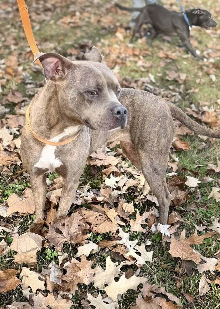 Enlarge Cardi 25D-064, a Adoptable mixed breed in Corinth, MS image 2/3