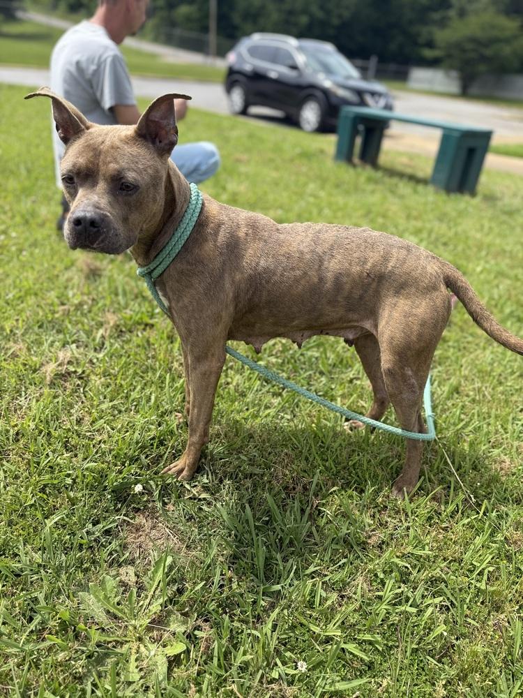 Enlarge Cardi 25D-064, a Adoptable mixed breed in Corinth, MS image 3/3