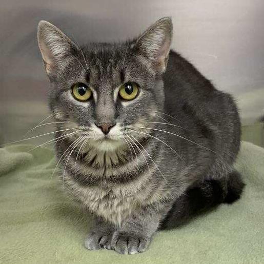 Enlarge Salt, a Adoptable Domestic Short Hair in Elbow Lake, MN image 1/1