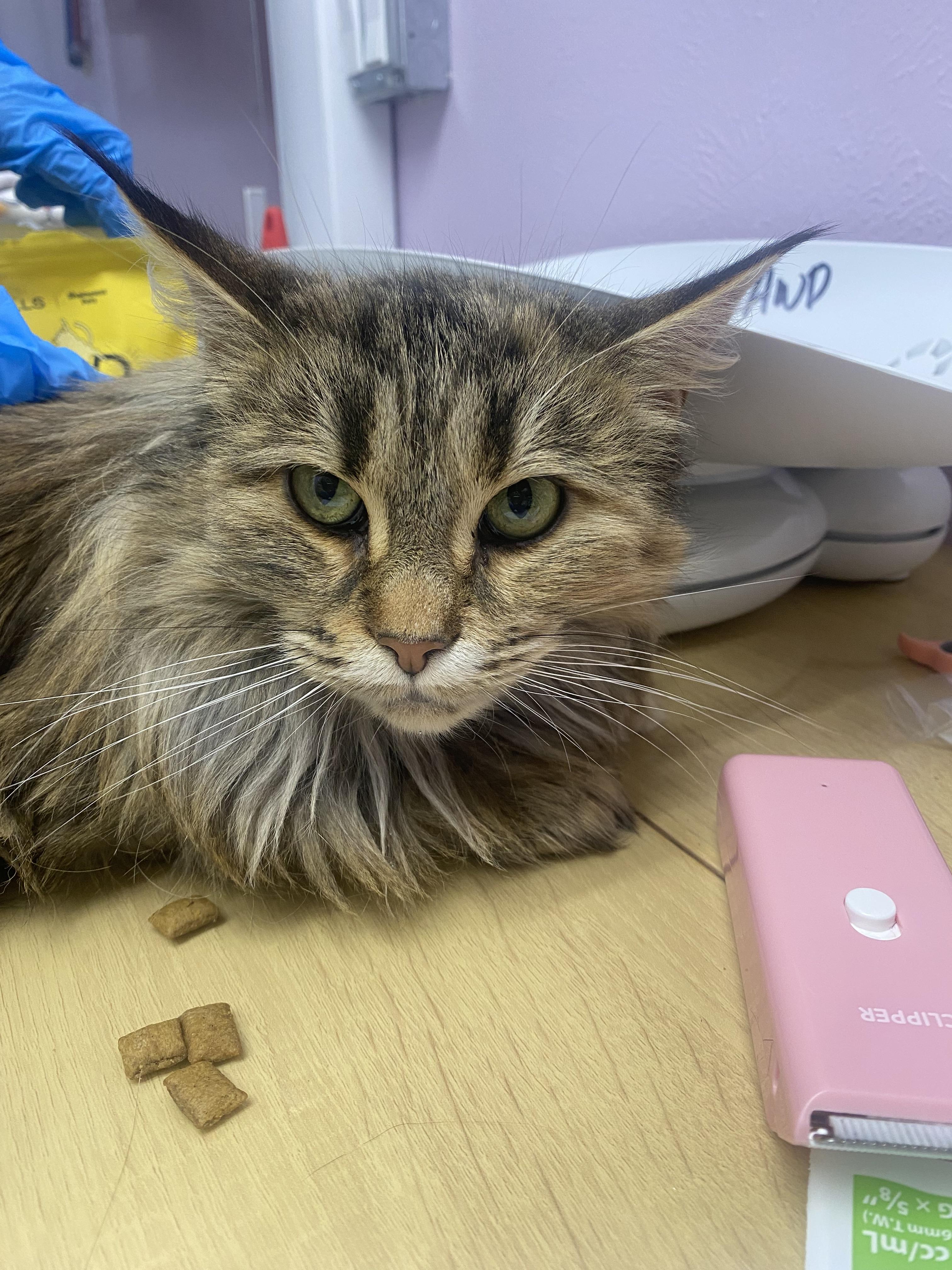 Margherite (Bonded to Margo), Adoptable, Adult Female Domestic Long Hair & Maine Coon.