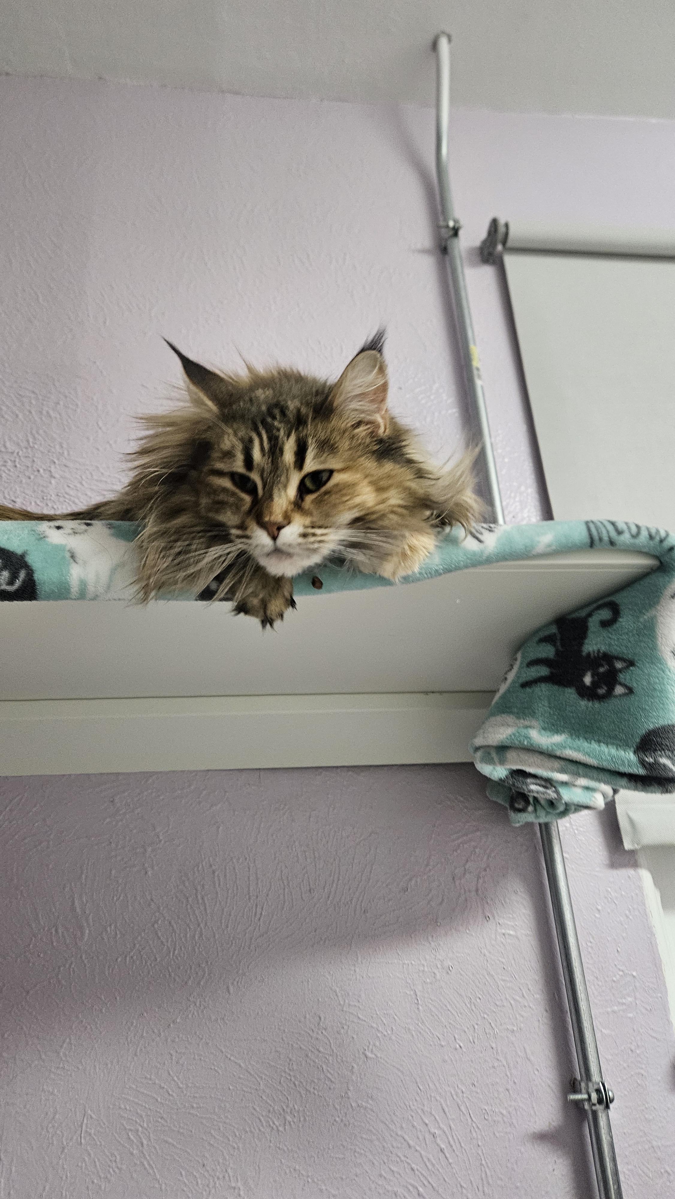 Enlarge Margherite (Bonded to Margo), a Adoptable mixed breed in Lakewood, CO image 4/6