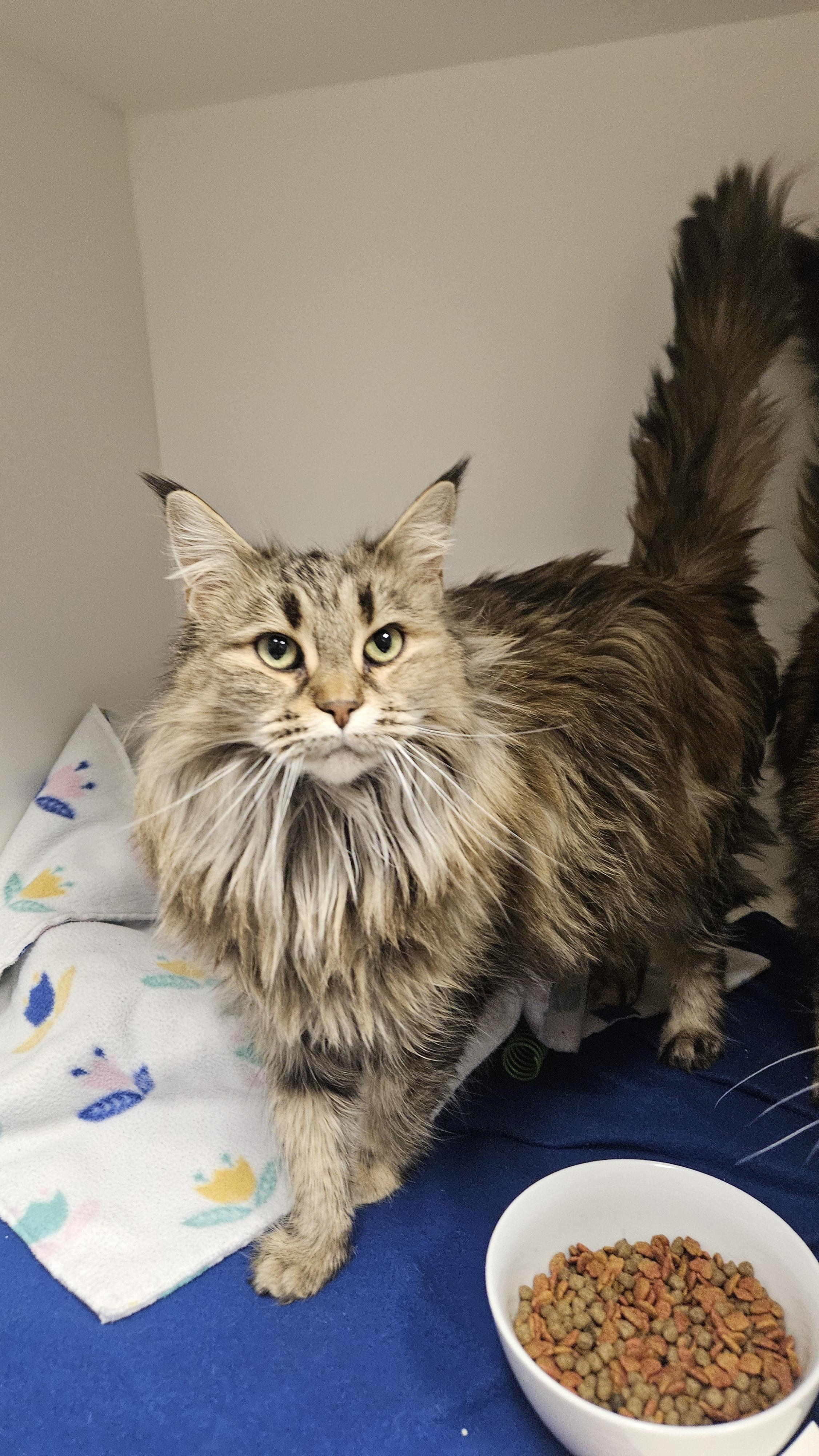 Enlarge Margherite (Bonded to Margo), a Adoptable mixed breed in Lakewood, CO image 5/6