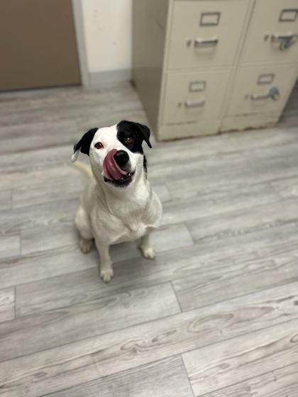 Grace, Adoptable, Adult Female Australian Shepherd & Border Collie.