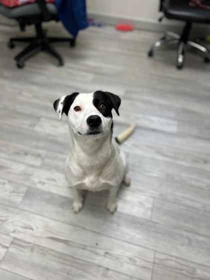 Grace, a Adoptable mixed breed in South Bend, IN image 2/2