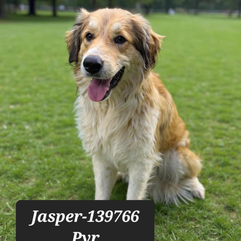Jasper, Adoptable, Adult Male Great Pyrenees.