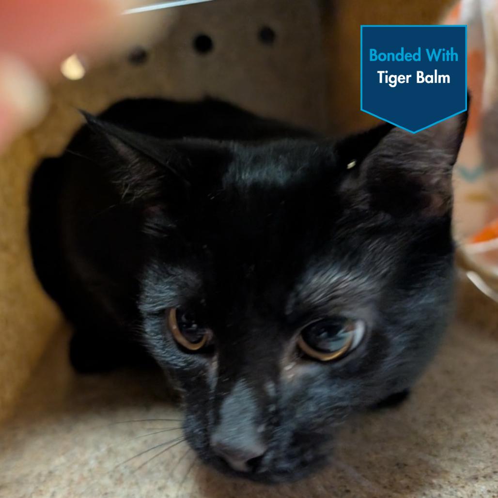 Enlarge Midnight Munchies, a Adoptable Domestic Short Hair in Baltimore, MD image 1/1