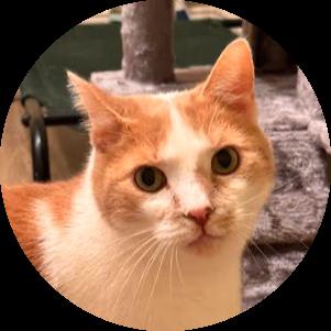 Sandy, ADOPTABLE, Adult Female Domestic Short Hair.