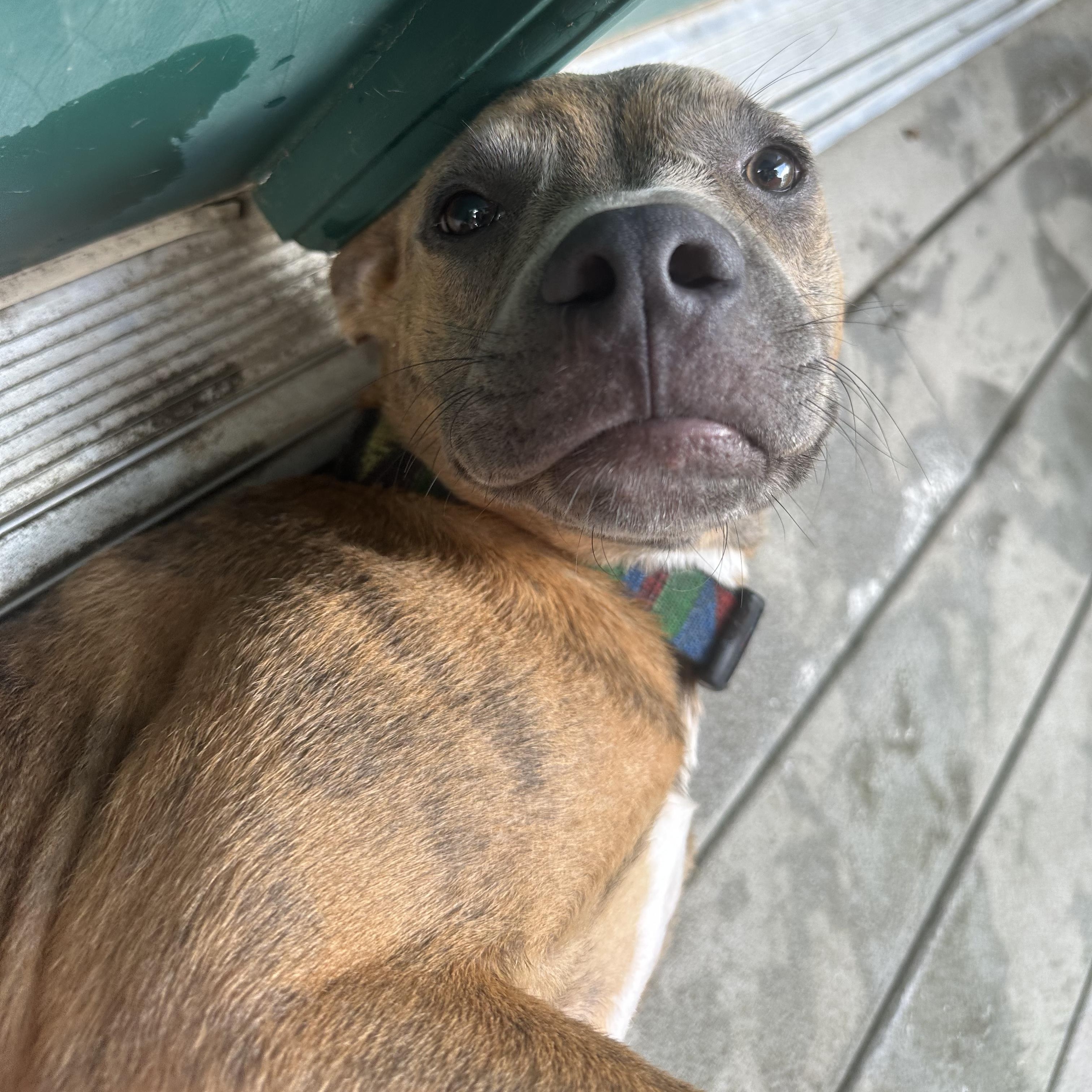 Enlarge Ollie, a Adopted Pit Bull Terrier in Hixson, TN image 6/6