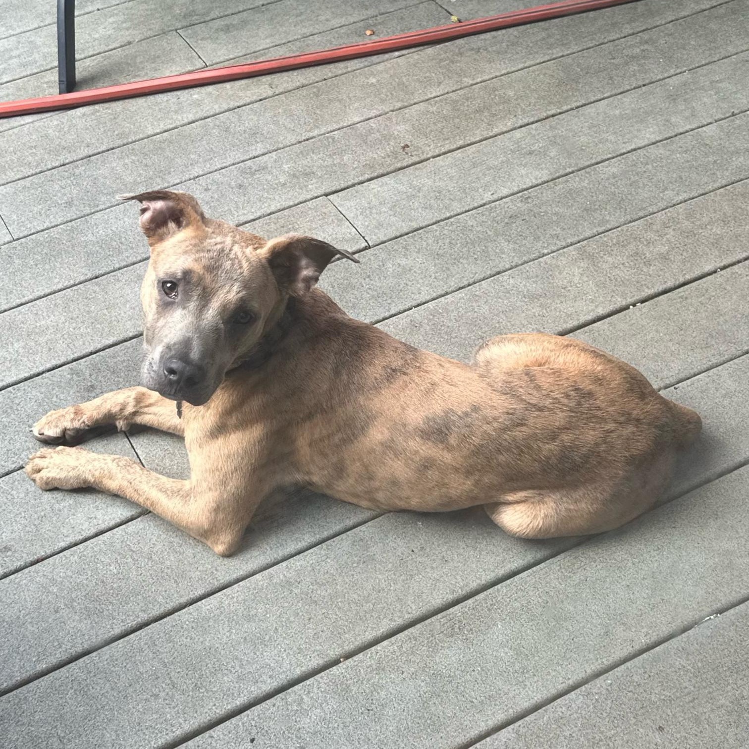 Ollie, Adopted, Young Male Pit Bull Terrier.