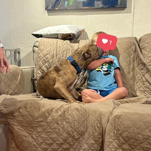 Enlarge Ollie, a Adopted Pit Bull Terrier in Hixson, TN image 3/6