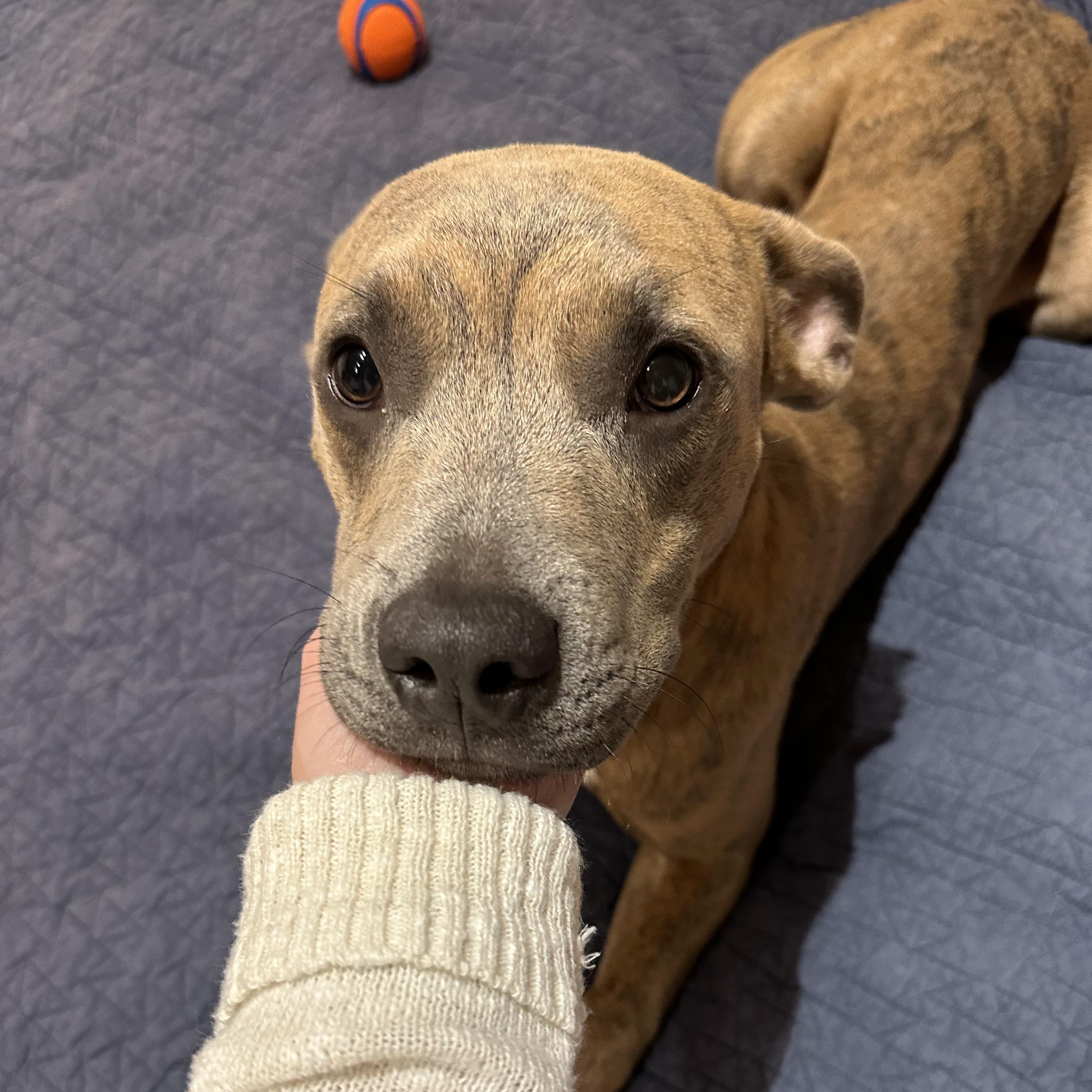 Enlarge Ollie, a Adopted Pit Bull Terrier in Hixson, TN image 5/6