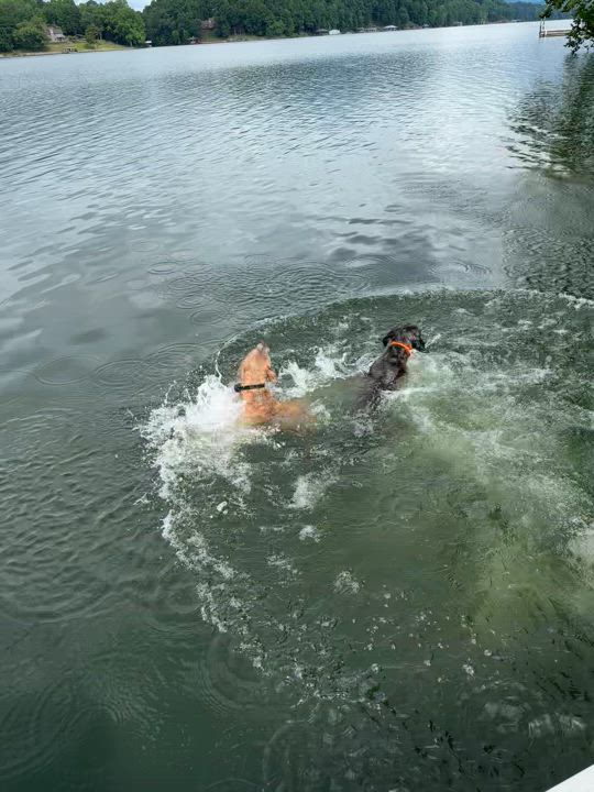 Enlarge Ollie, a Adopted Pit Bull Terrier in Hixson, TN video 4/6