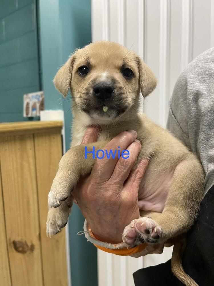Enlarge Howie, a Adoptable mixed breed in Chattanooga, TN image 1/3
