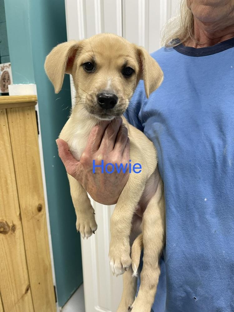 Enlarge Howie, a Adoptable mixed breed in Chattanooga, TN image 2/3