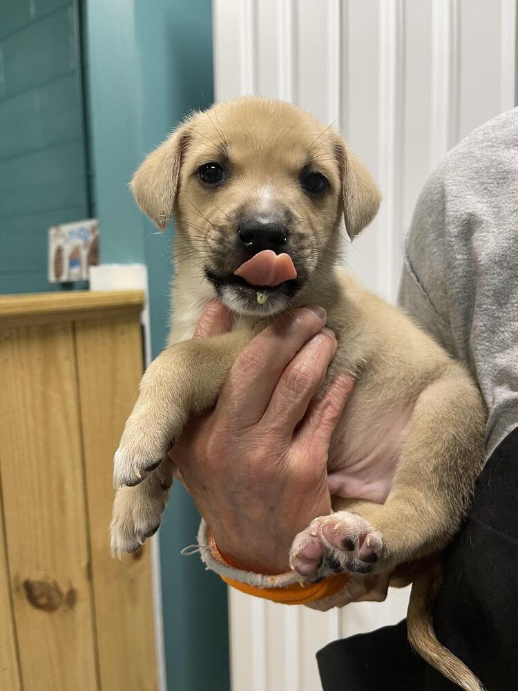 Enlarge Howie, a Adoptable mixed breed in Chattanooga, TN image 3/3