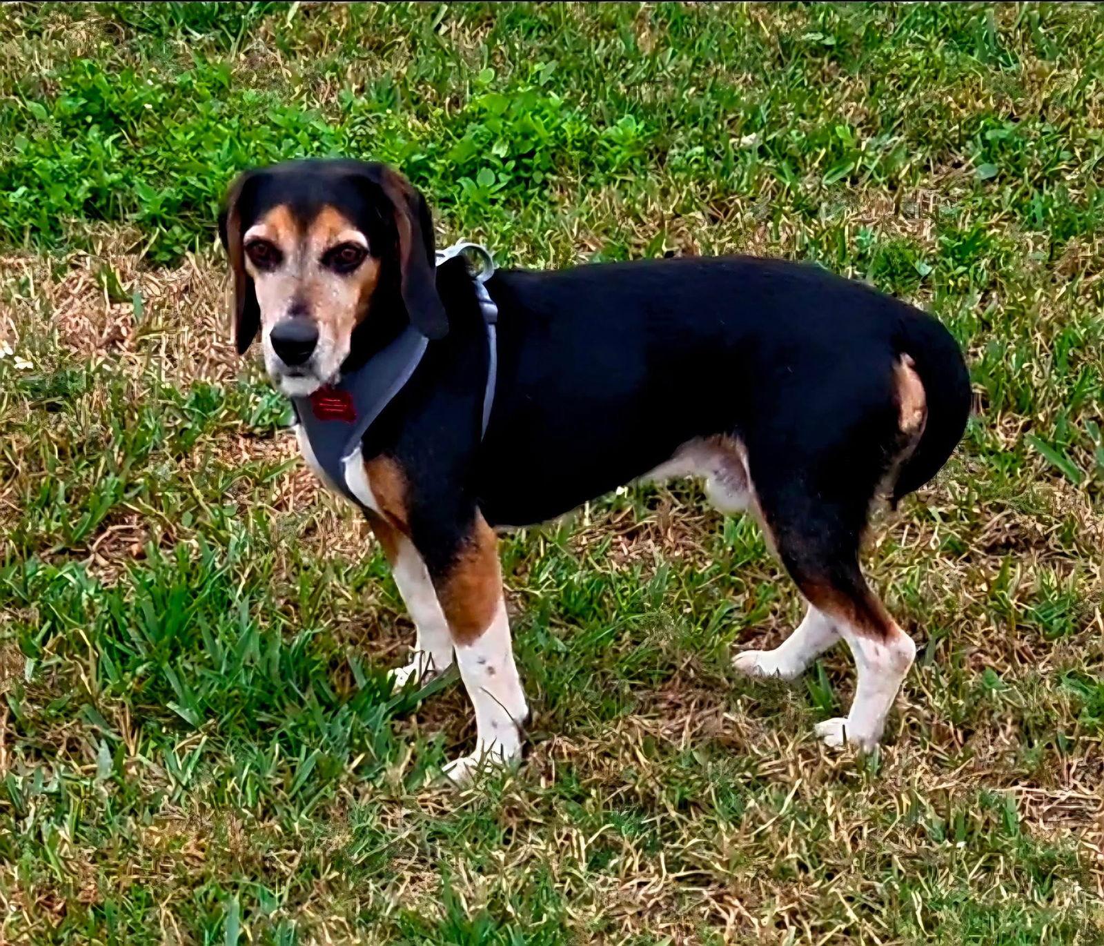 Enlarge Squirrelly, a Adoptable Beagle in Tampa, FL image 1/3