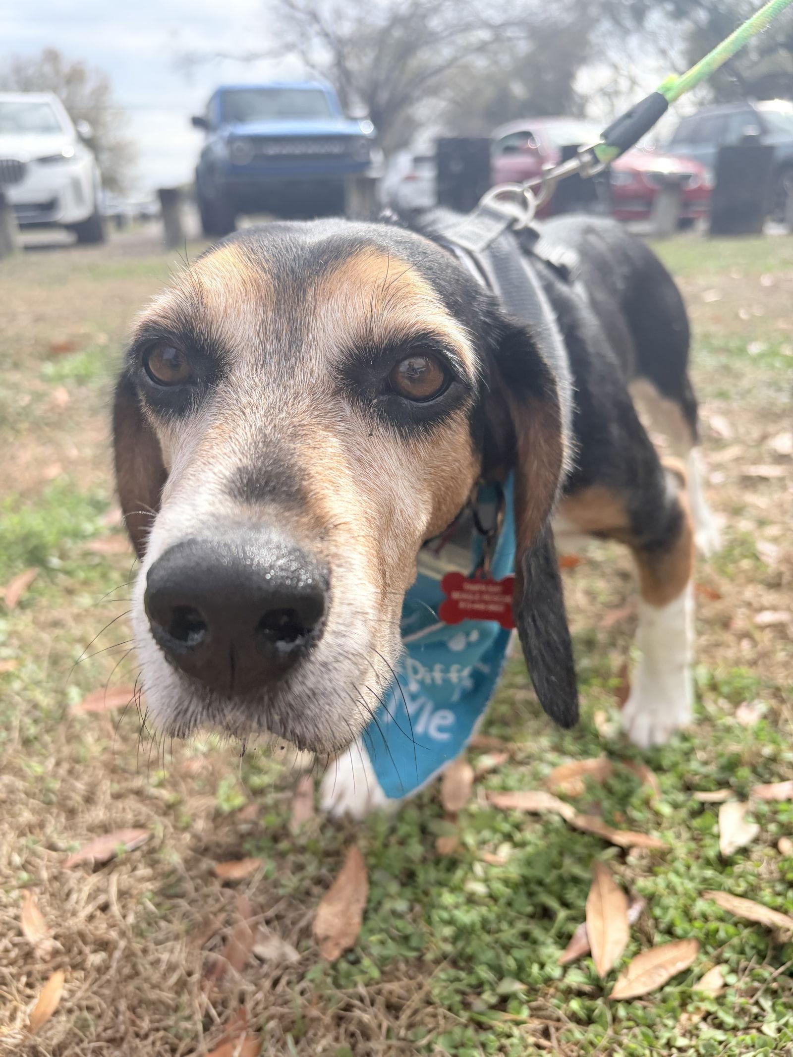 Enlarge Squirrelly, a Adoptable Beagle in Tampa, FL image 2/3