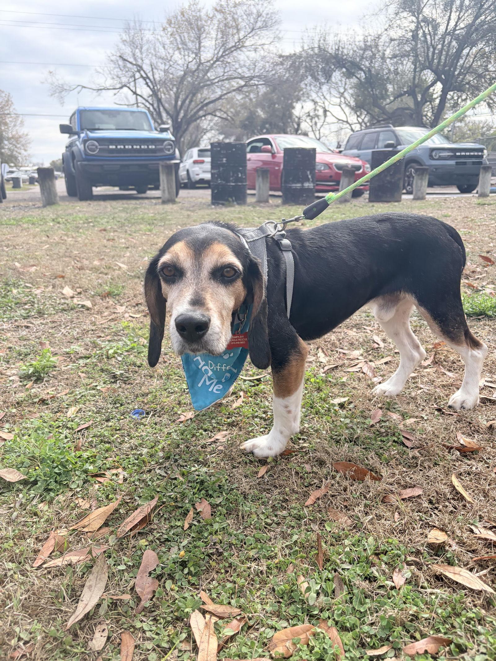 Enlarge Squirrelly, a Adoptable Beagle in Tampa, FL image 3/3
