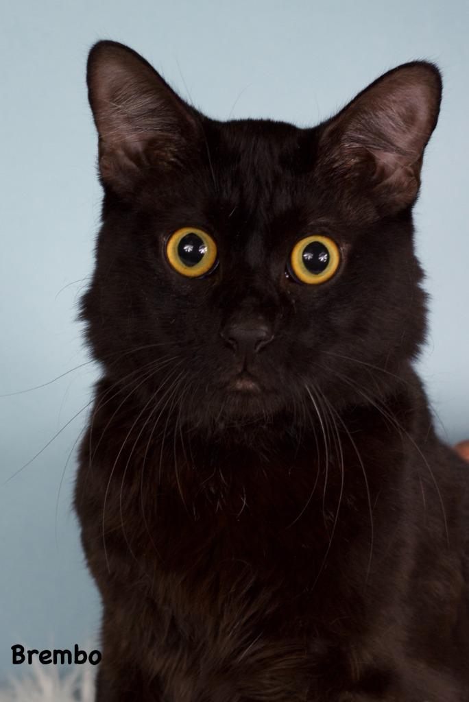 Brembo, Adoptable, Young Male Domestic Short Hair.