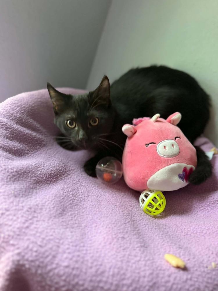 Ethan, Adoptable, Kitten Male Domestic Short Hair.