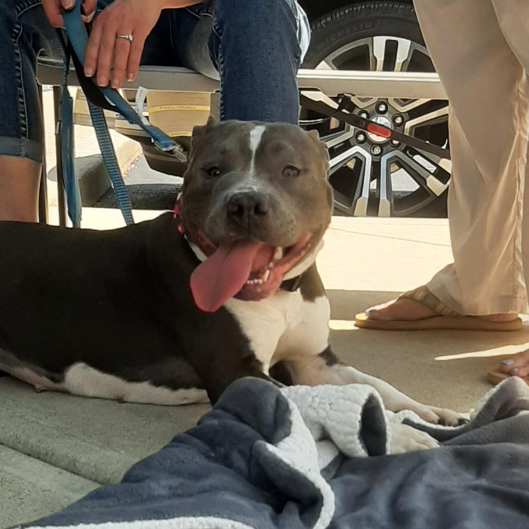 Rosie, Adoptable, Adult Female Pit Bull Terrier.
