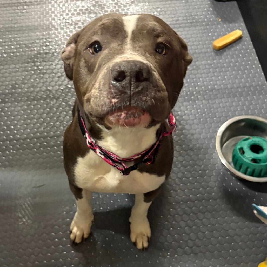 Enlarge Rosie, a Adoptable Pit Bull Terrier in Mooresville, IN image 2/6