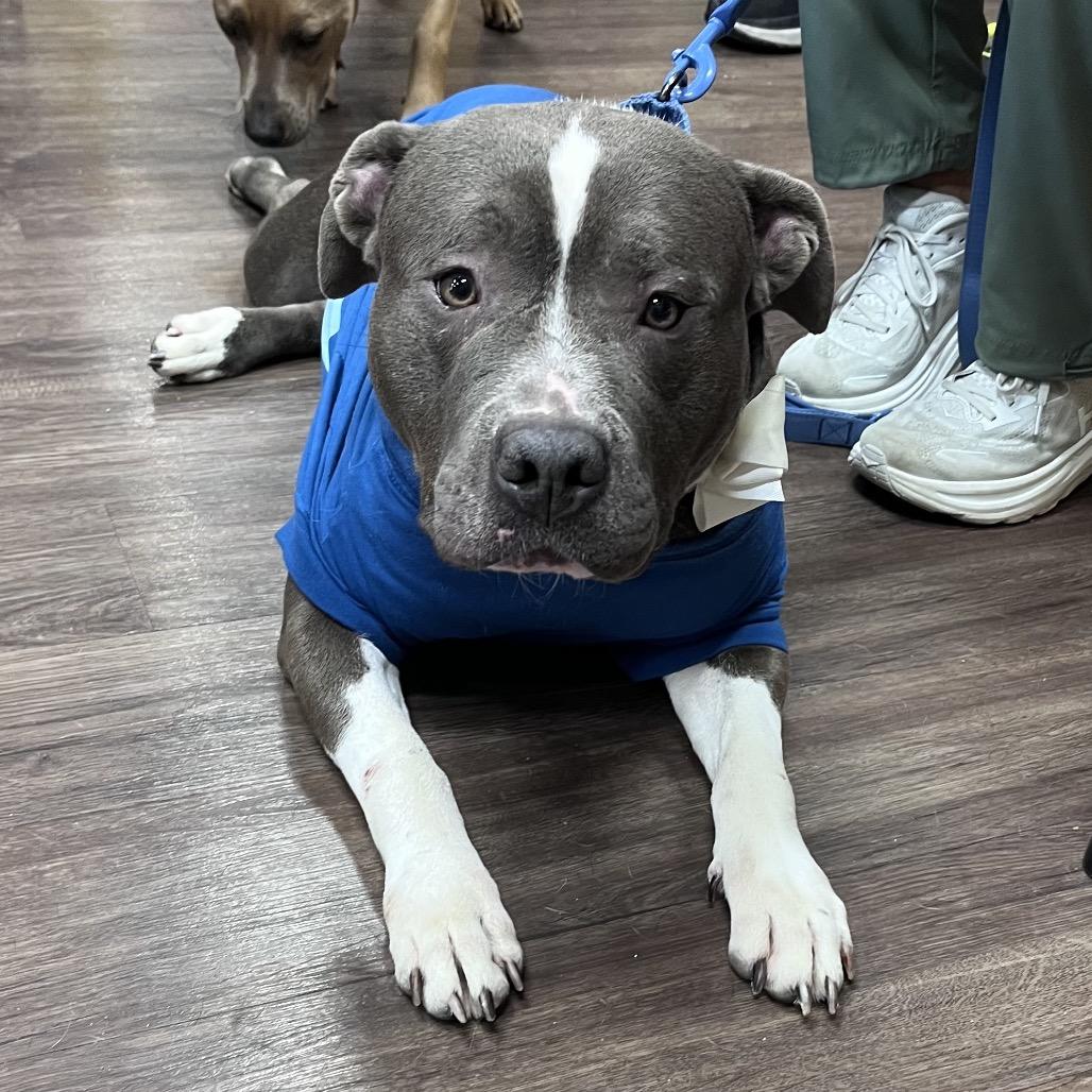 Enlarge Rosie, a Adoptable Pit Bull Terrier in Mooresville, IN image 3/6