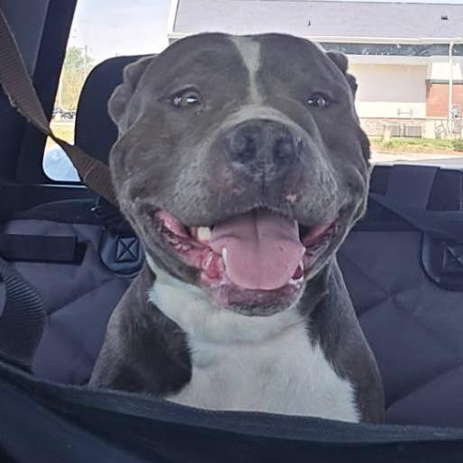 Enlarge Rosie, a Adoptable Pit Bull Terrier in Mooresville, IN image 3/6