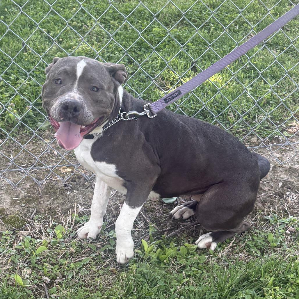 Enlarge Rosie, a Adoptable Pit Bull Terrier in Mooresville, IN image 4/6