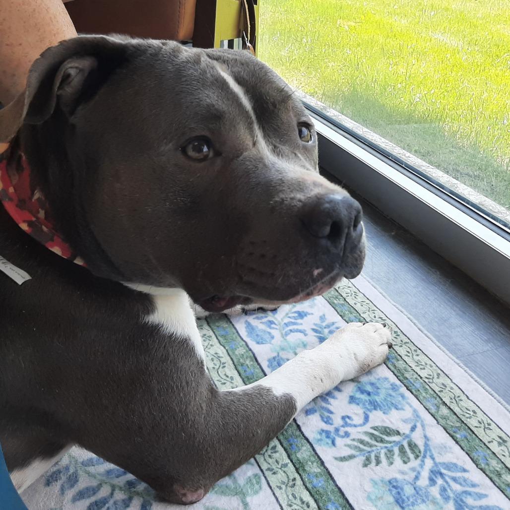 Enlarge Rosie, a Adoptable Pit Bull Terrier in Mooresville, IN image 5/6