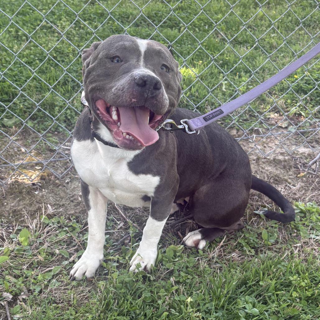 Enlarge Rosie, a Adoptable Pit Bull Terrier in Mooresville, IN image 6/6