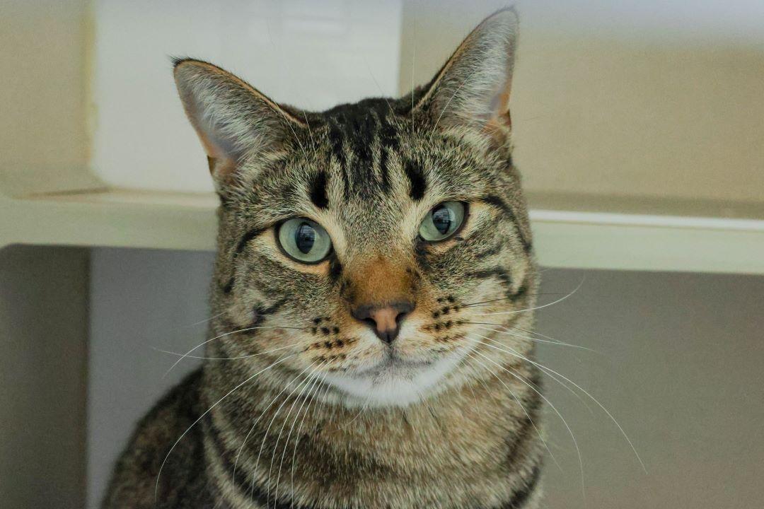 MEMPHIS, Adoptable, Young Male Domestic Short Hair.
