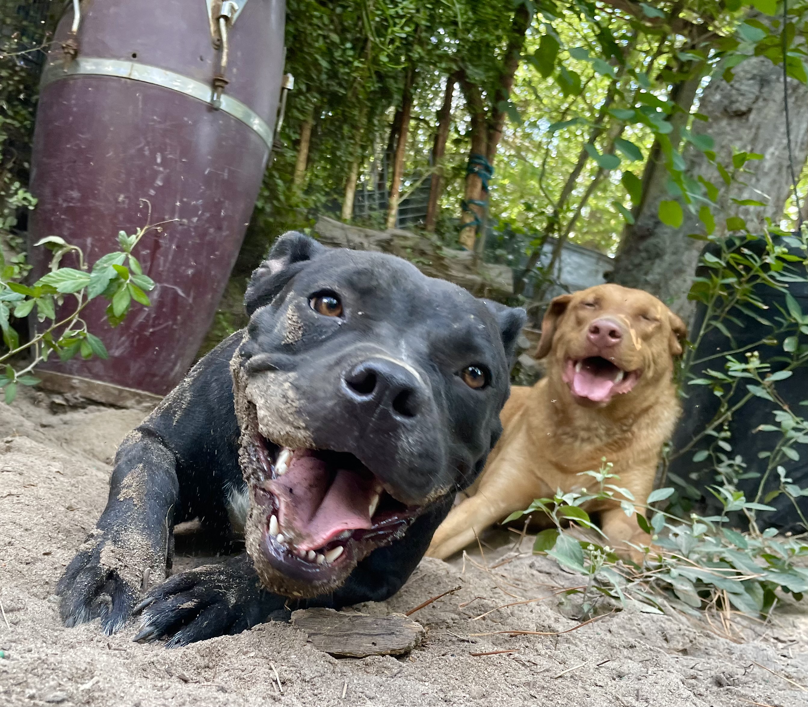 Enlarge Gorilla, a Adopted American Staffordshire Terrier in Darlington, SC image 3/6