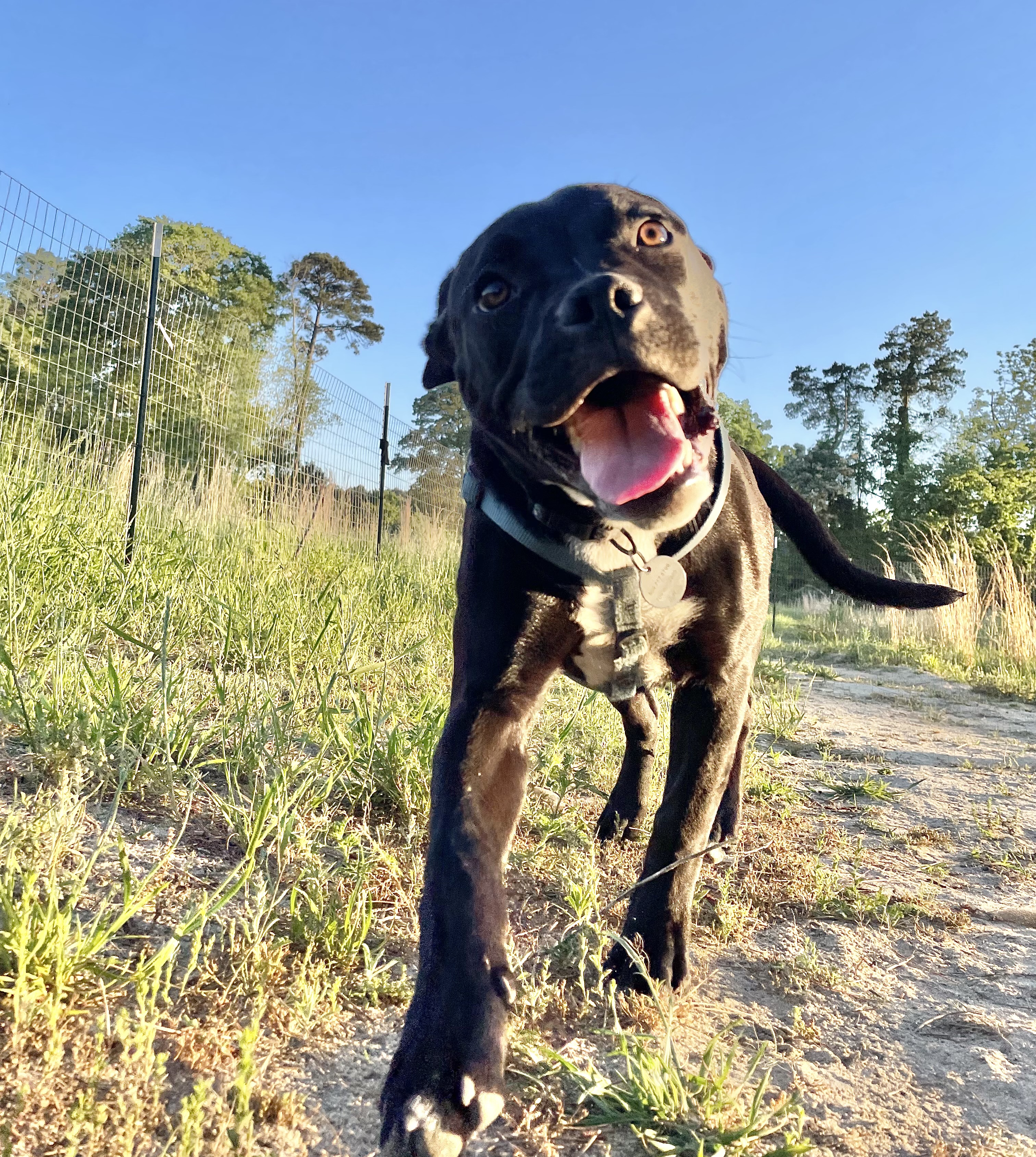 Enlarge Gorilla, a Adopted American Staffordshire Terrier in Darlington, SC image 4/6