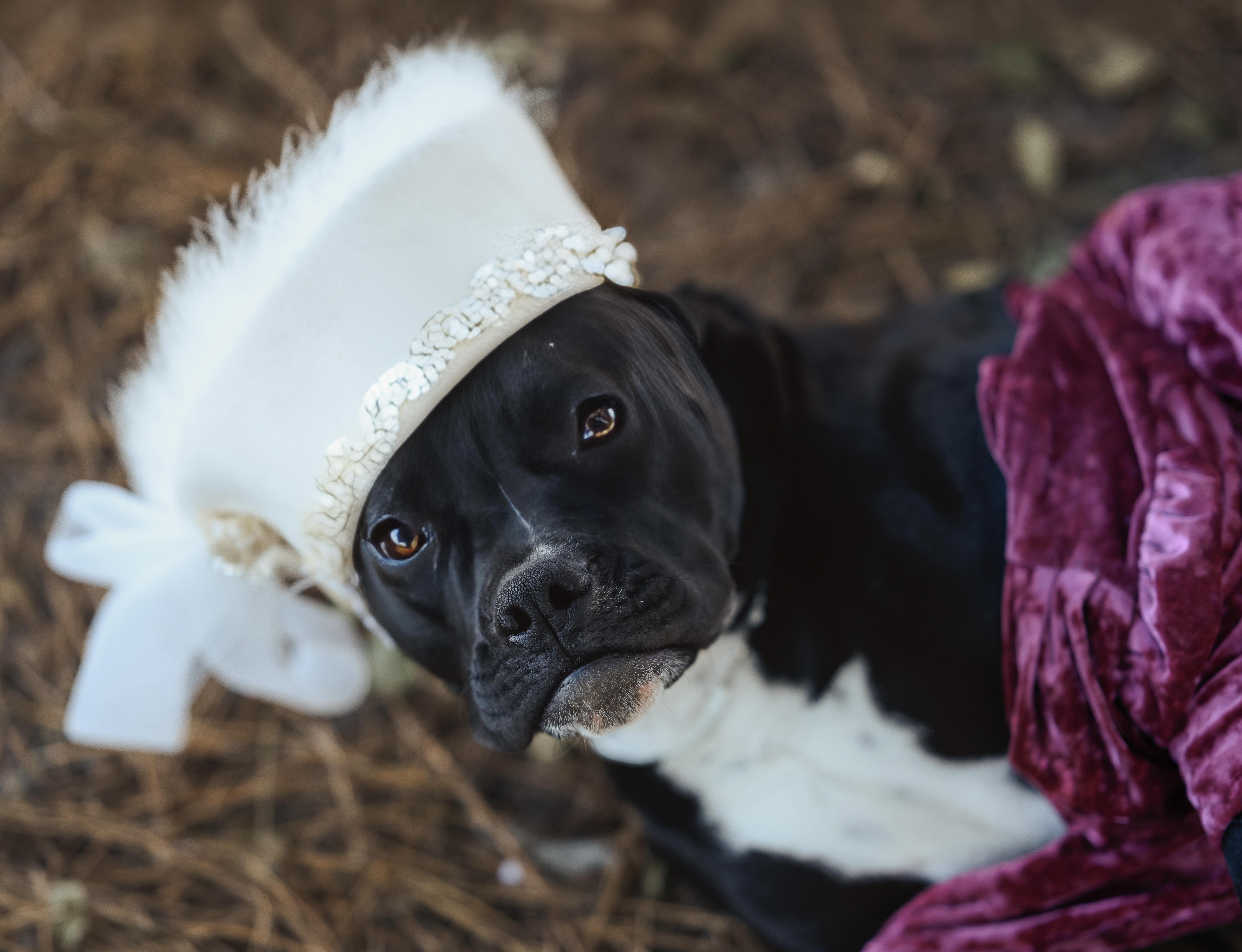 Enlarge Gorilla, a Adopted American Staffordshire Terrier in Darlington, SC image 2/6