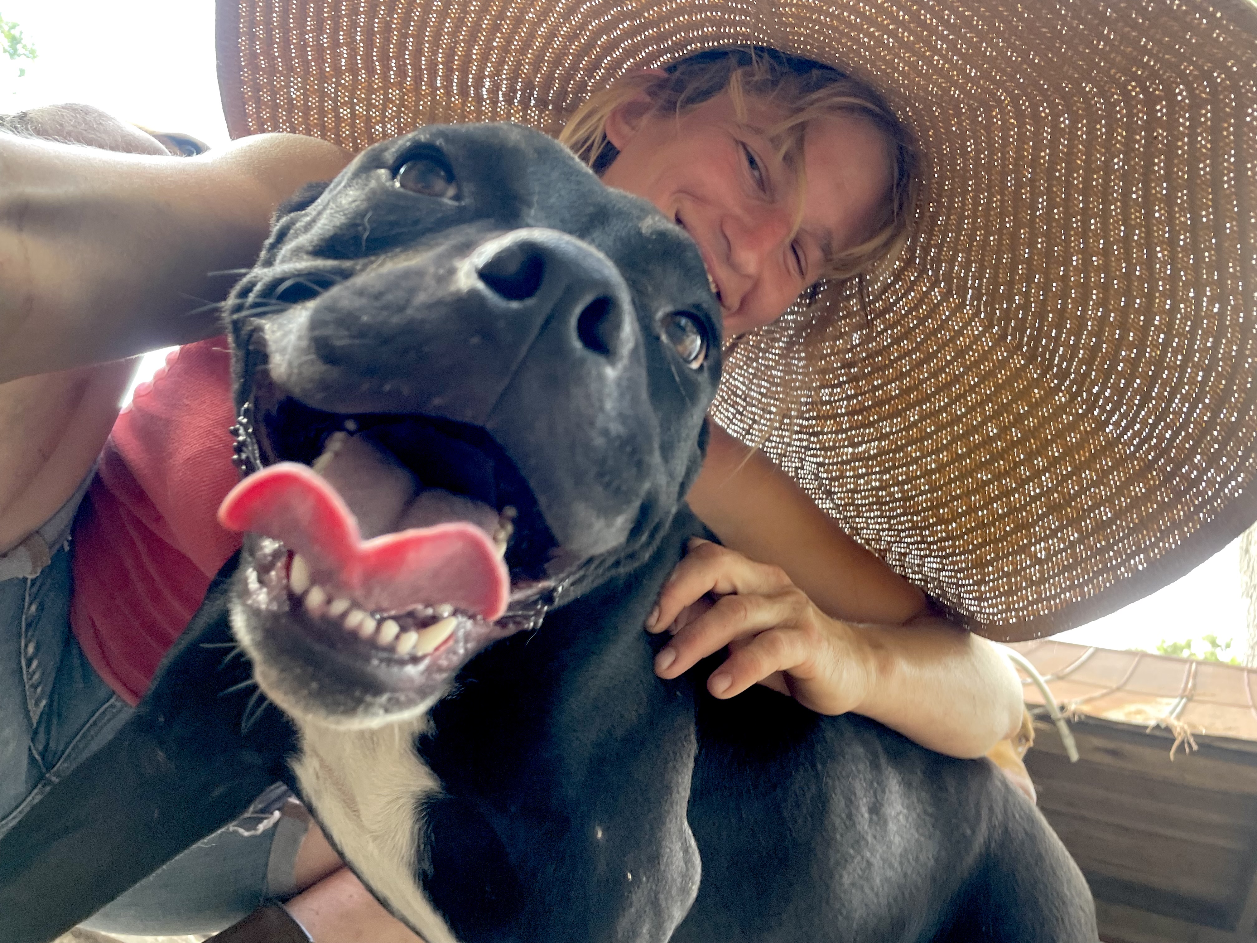 Enlarge Gorilla, a Adopted American Staffordshire Terrier in Darlington, SC image 5/6