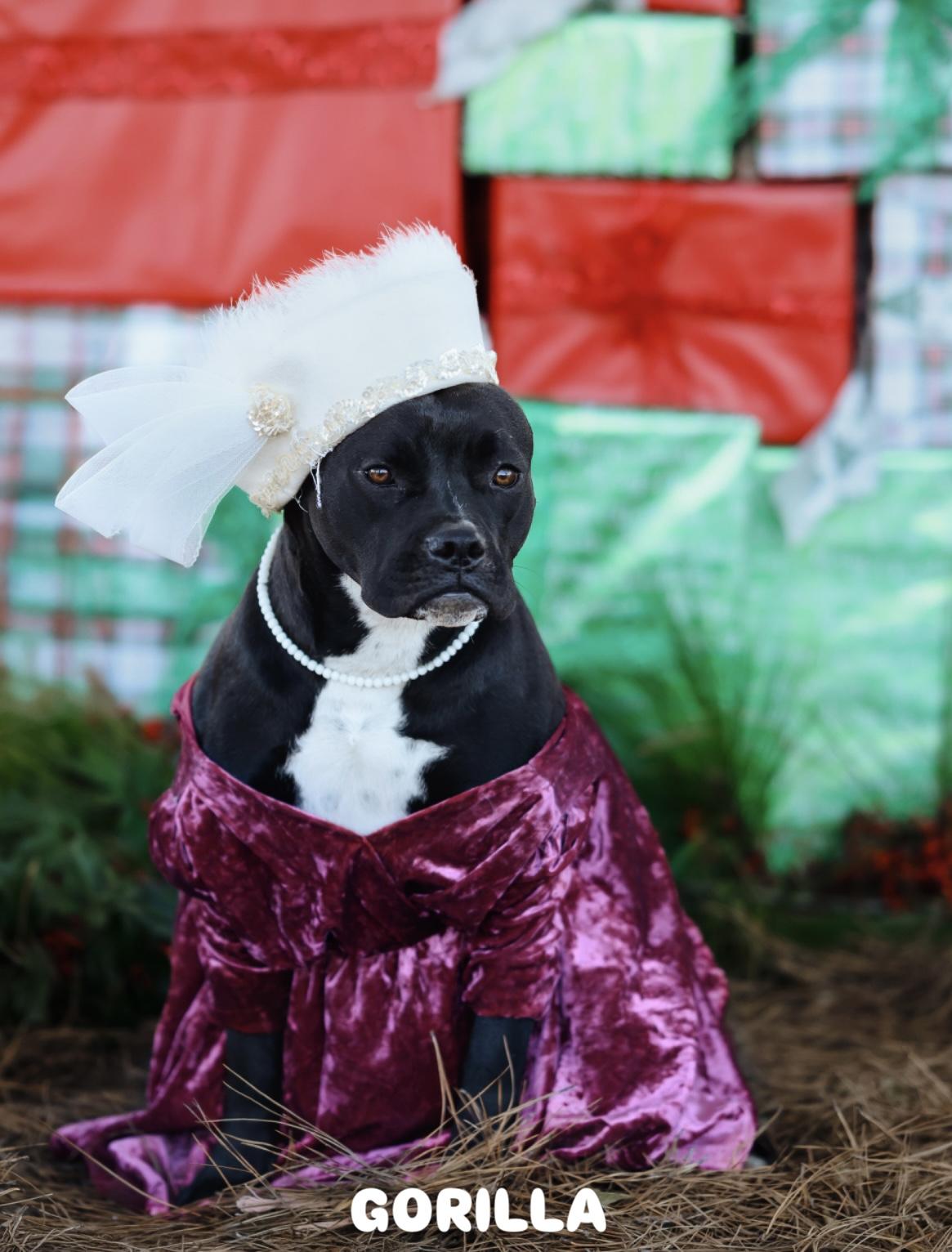 Gorilla, Adopted, Adult Female American Staffordshire Terrier.