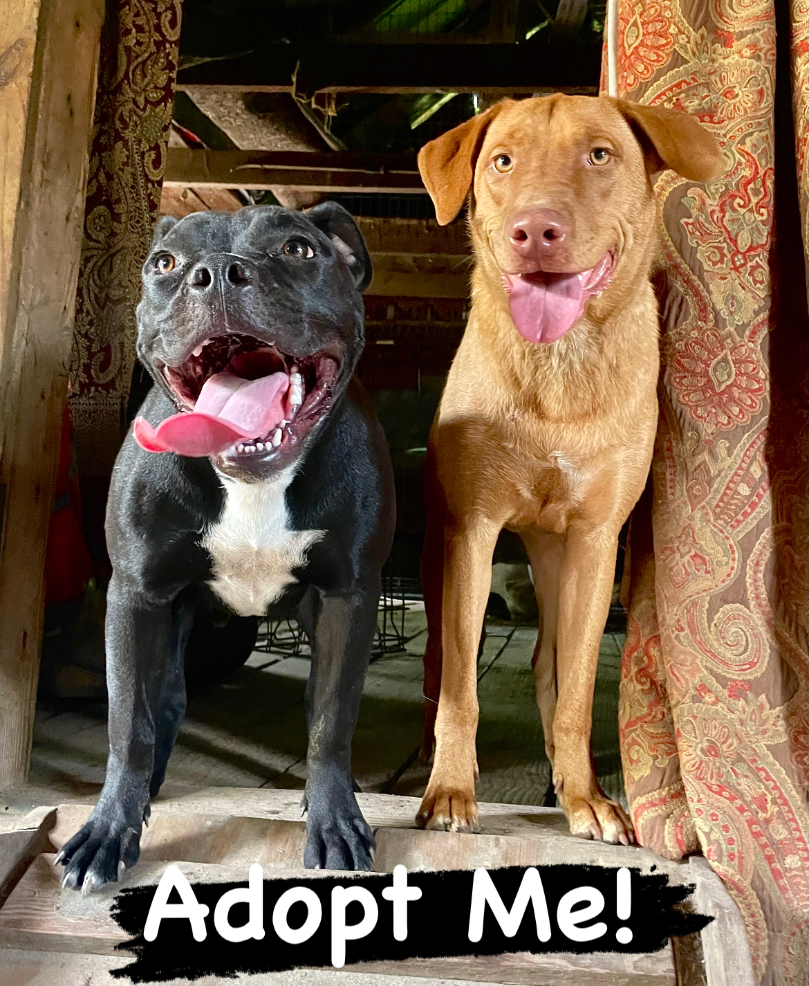 Enlarge Gorilla, a Adopted American Staffordshire Terrier in Darlington, SC image 6/6