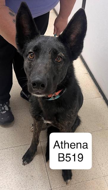 Enlarge Athena, an adopted mixed breed in Morganton, NC image 1/1