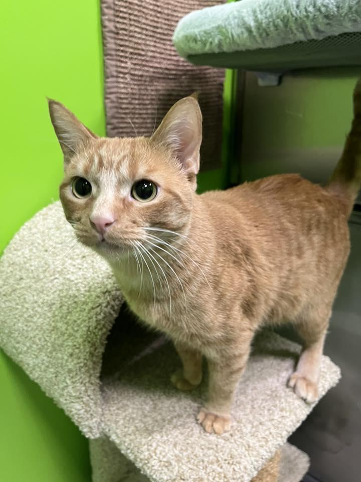 Mr. Sam , adopted, Adult Male Domestic Short Hair.