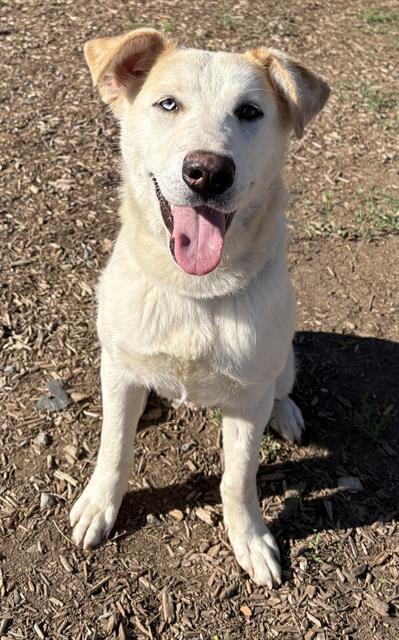 LOUIE, Adoptable, Young Male Labrador Retriever & Mixed Breed.