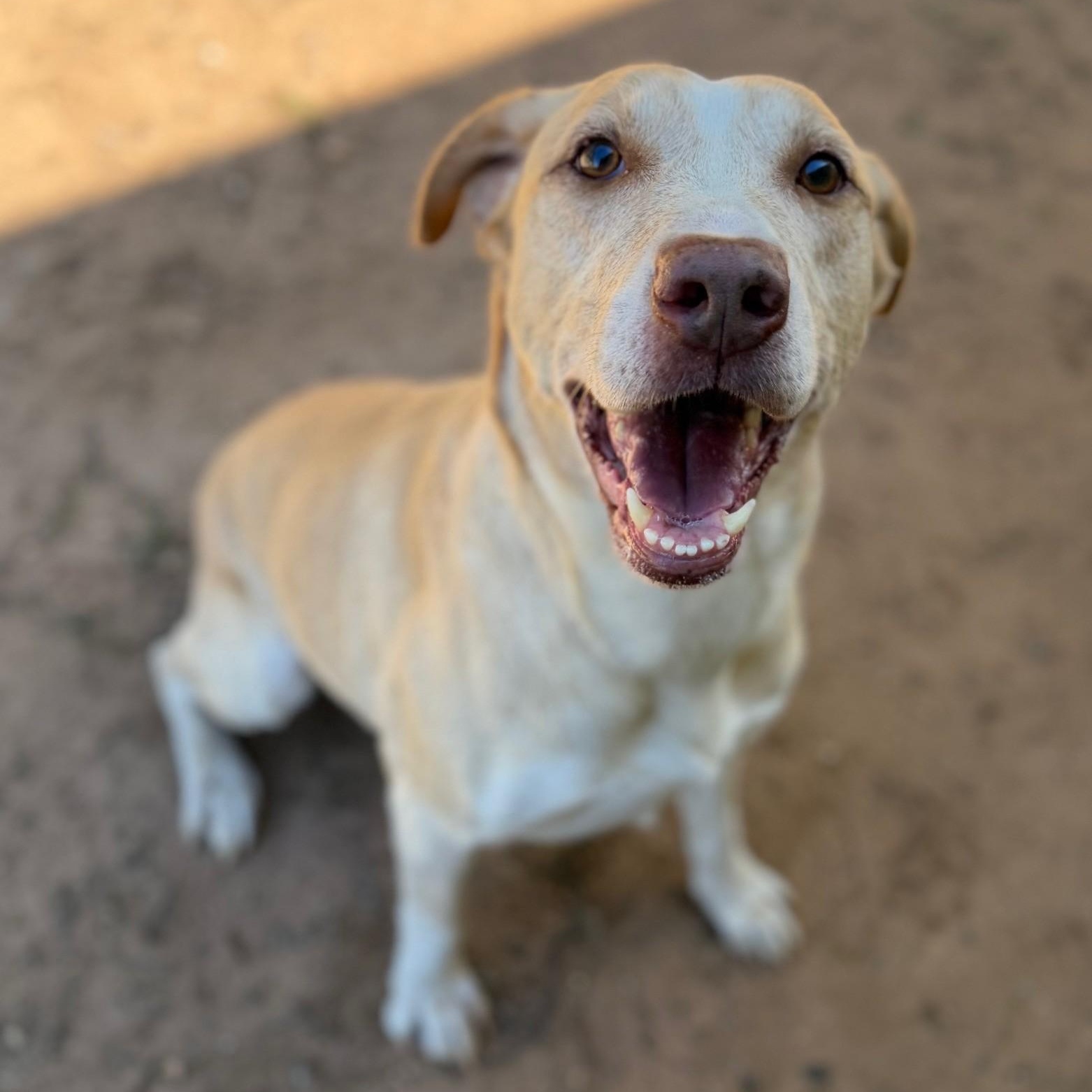 Rocky, ADOPTABLE, Adult Male Labrador Retriever.