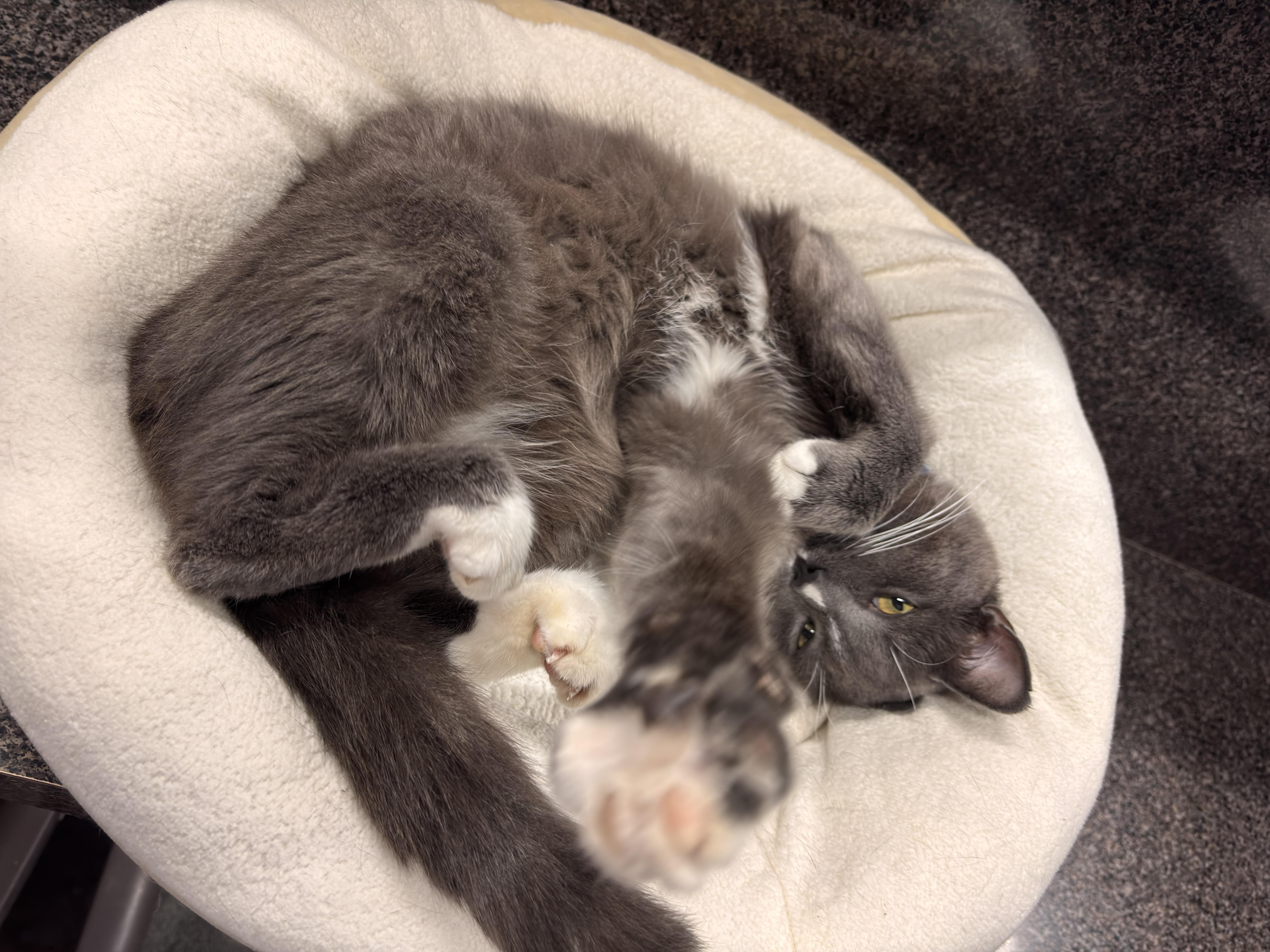 Enlarge LeBeau, a Adoptable Domestic Short Hair in Grand Rapids, MI image 2/5