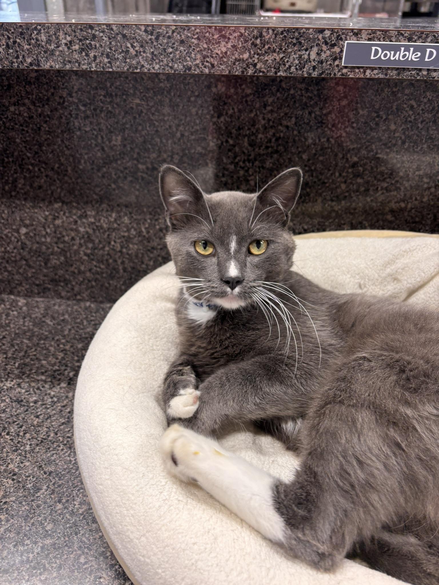 Enlarge LeBeau, a Adoptable Domestic Short Hair in Grand Rapids, MI image 3/5