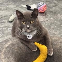 Enlarge LeBeau, a Adoptable Domestic Short Hair in Grand Rapids, MI image 1/5