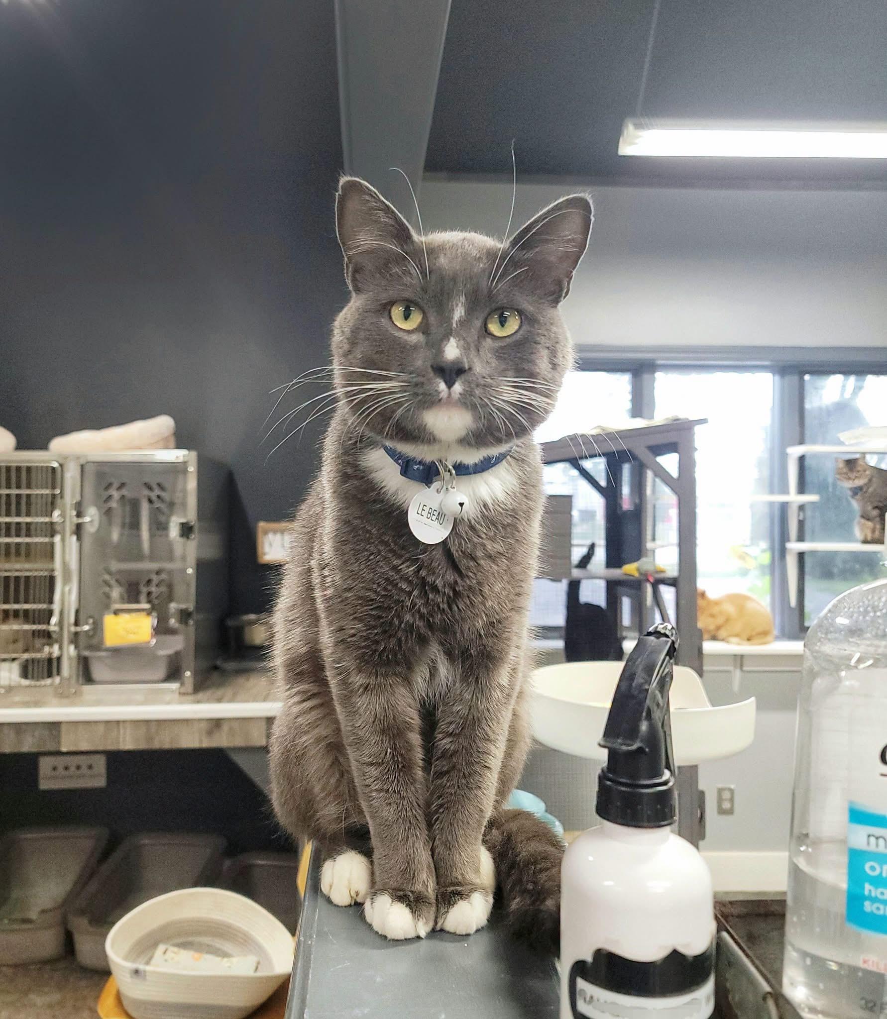 Enlarge LeBeau, a Adoptable Domestic Short Hair in Grand Rapids, MI image 5/5