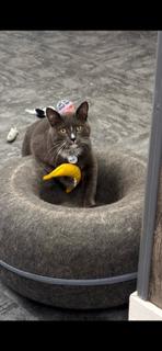 Enlarge LeBeau, a Adoptable Domestic Short Hair in Grand Rapids, MI image 4/5