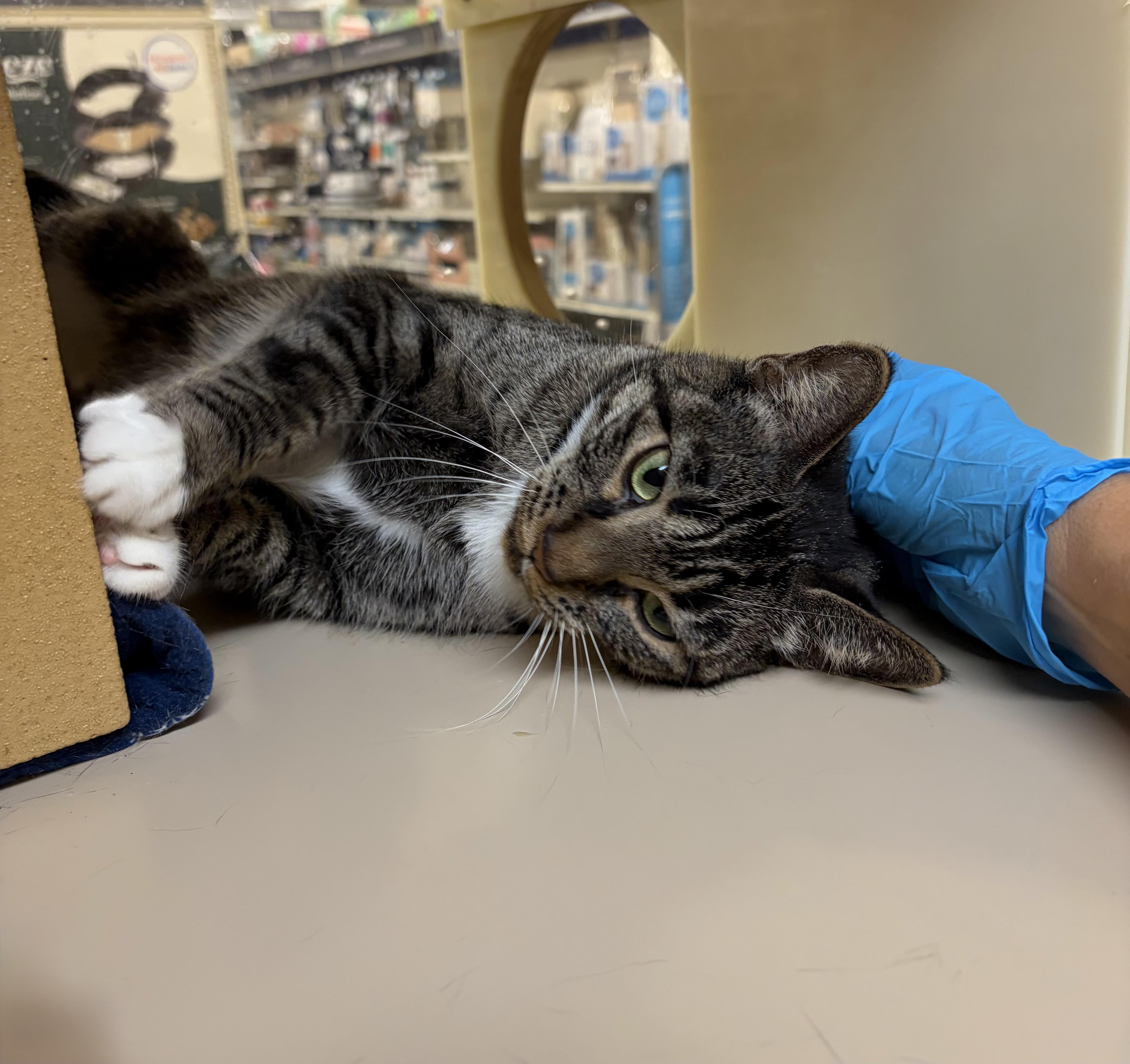 Enlarge Tigger, a Adopted Domestic Short Hair in DeWitt, NY image 3/3