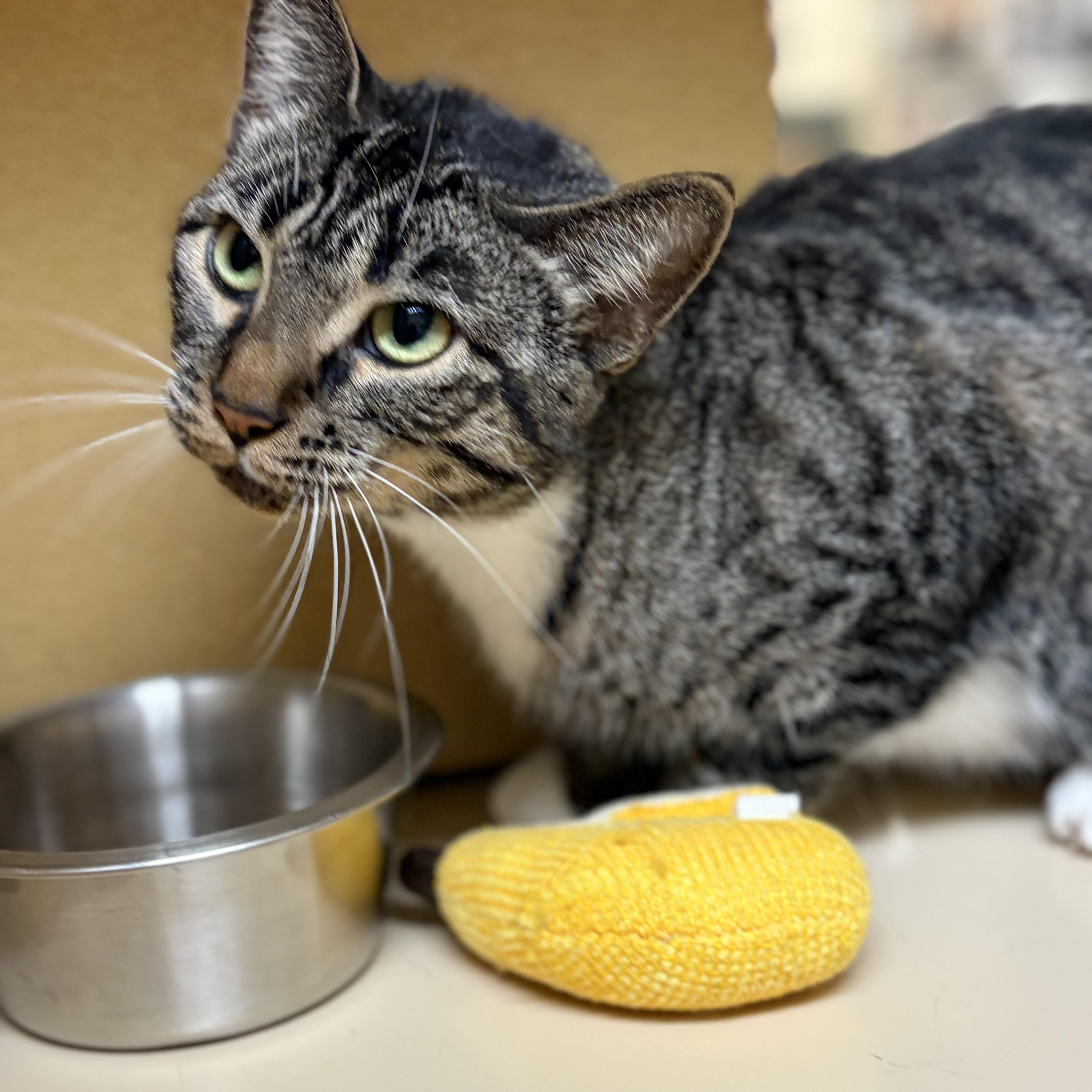 Tigger, Adoptable, Young Female Domestic Short Hair.